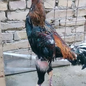 şapat horaz