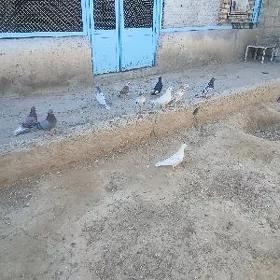kepderi