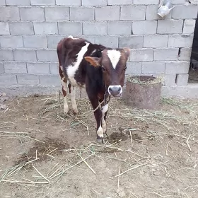Göle