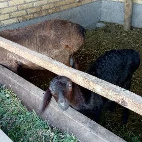 satlyk goçkar eneli guzy