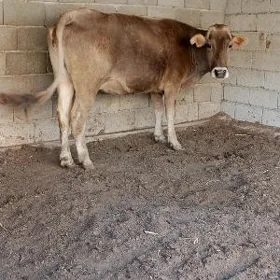 sygyr