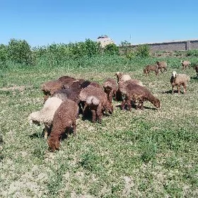 guzylar