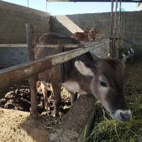 tüwe