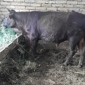 őkůz