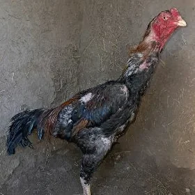 хораз