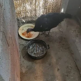 induk kurk