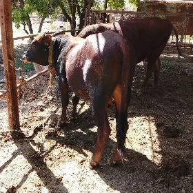 ökiz