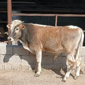 ŞIBES ŐKÜZLER