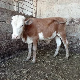 öküz