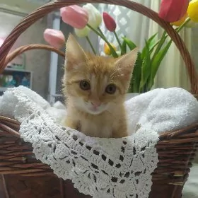 котенок