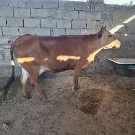 GYSYR SYGYR