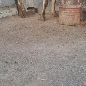 gysyr sygyr