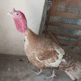 OWGAN INDUK HOROZ