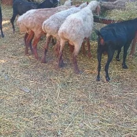 Issek we Geçi
