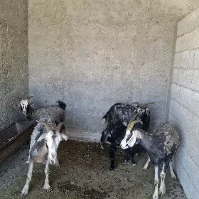 keçi