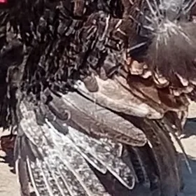 BAKYLAN INDUKLAR
