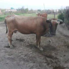 Goleli sygyr