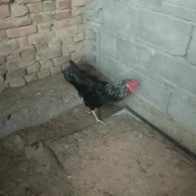 Horoz