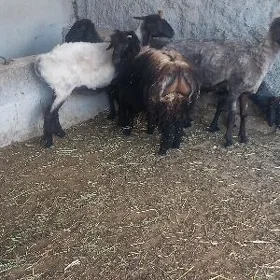 işşek baklgy mallar