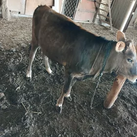 Göle