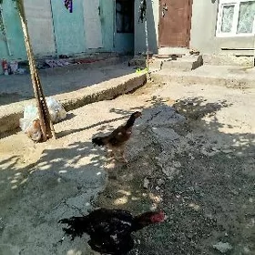 horaz towk taskent