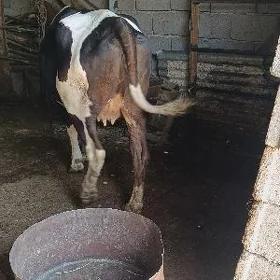 tohum yaş boğaz sygyr