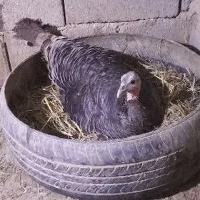 induk