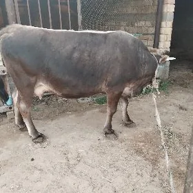 Sygyr baklan gist