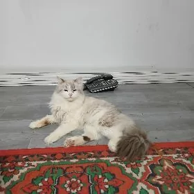 pisik regdolg