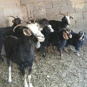 owlakly geçi