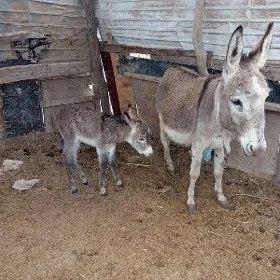 eşek