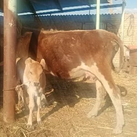 goleli sygyr