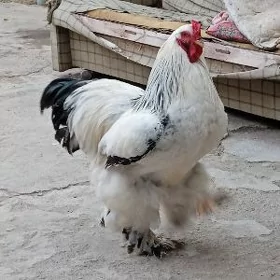 brama