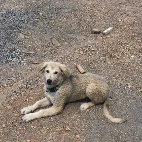 Немецкая овчарка
