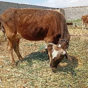 göleli sygyr