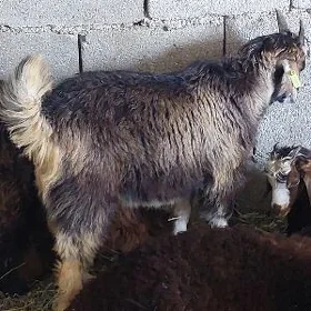 çebiş