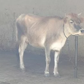 tuwe