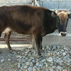 2 goleli sygyr