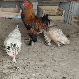 brama towuk horaz hem bar
