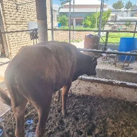 okuzler meydan