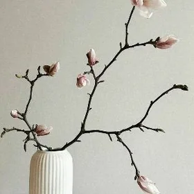 magnolia магнолия