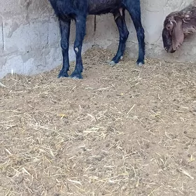 owlakly geçi guzly goýun