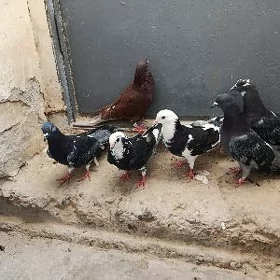 kepderi.