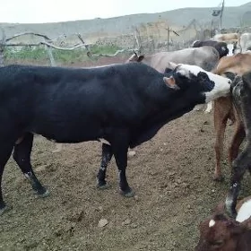 Öküzler