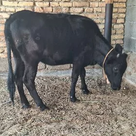 GIBRIT TOHUM TUWE