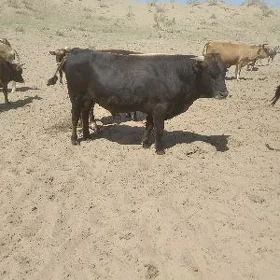 öküz