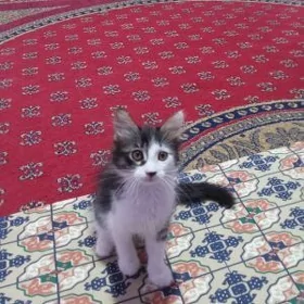pişijek