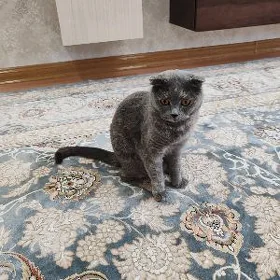кошка 3 года