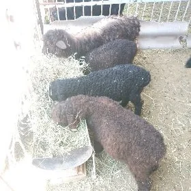 otyganja guzylar
