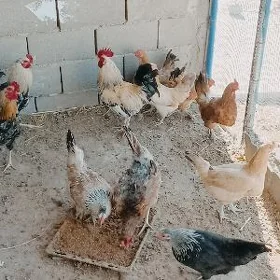 towuklar